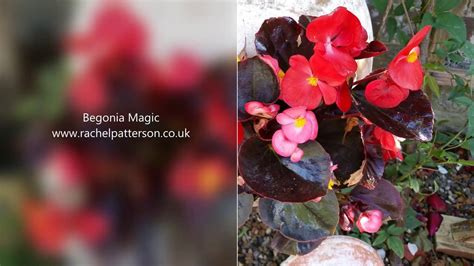 The therapeutic effects of Shadow Magic Begonias on mental health